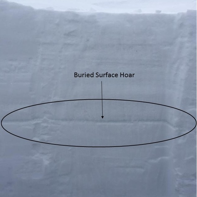 Buried Surface Hoar Cooke City - 2/20/16 Buried Surface Hoar Cooke City - 2/20/16